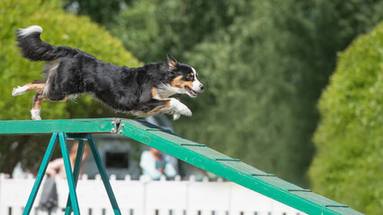 Australian shepherd is running on the boom on a dog agility course