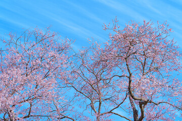 戸津辺の桜　　福島の春（3月）桜の名所