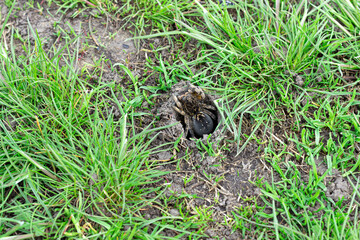 tarantula, spider sits near its burrow in the grass