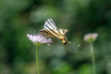 INSECTA  Lepidoptera  Papilionidae  Iphiclides podalirius (flambe)