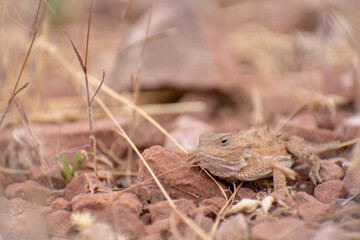 Horned Lizard blending into rocks