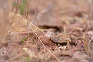 Horned Lizard blending into rocks
