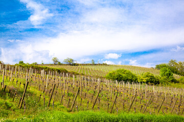 Beautiful vineyard and countryside landscape in Alsace, France. Blue sky in bright sunny day. 