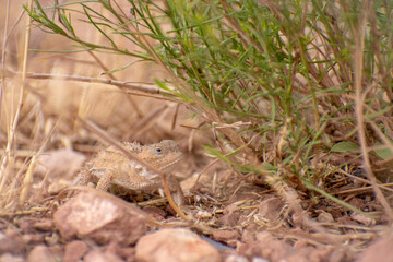 Horned Lizard under a bush
