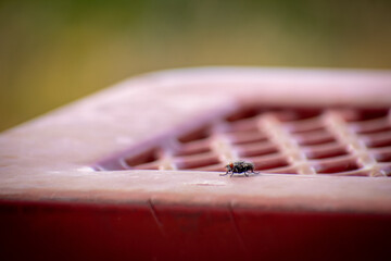 Fly on a red bench