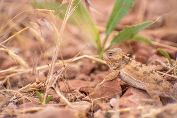 Side profile of horned lizard