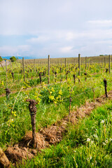 Beautiful vineyard and countryside landscape in Alsace, France. Beautiful green colors in bright sunny day. 