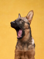 funny dog yawns on on a yellow background. Playful wolfdog puppy. 