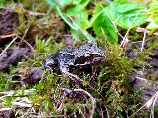 grenouille des champs dans gazon - amphibien
