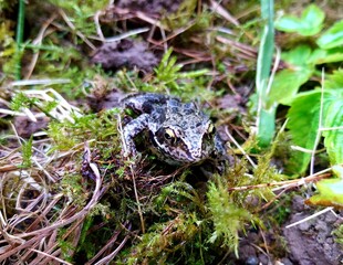 grenouille des champs dans gazon - amphibien
