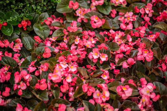 Photo of red begonia flower field.