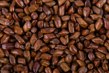 Cassia tora beans background. Sicklepod or Senna obtusifolia. Top view.