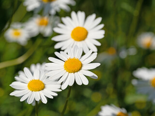 Obraz premium Blühende Margeriten, Leucanthemum, im Frühling