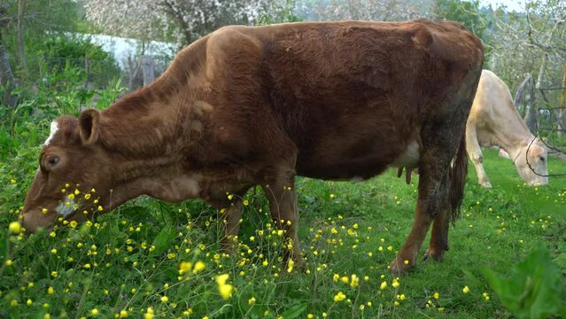 simmental and charolais cows grazing in meadows.