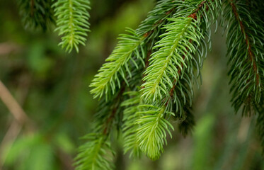 Green twigs of conifers up close showing the annual growth of different color