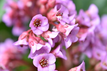 Fototapeta premium Thick-leaved badan or thick-leaved saxifrage or Mongolian tea Bergenia crassifólia