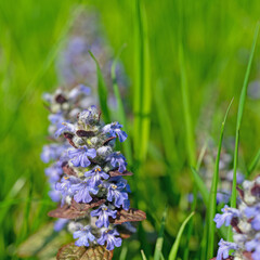 Rotblättriger Günsel, Ajuga reptans, Nahaufnahme