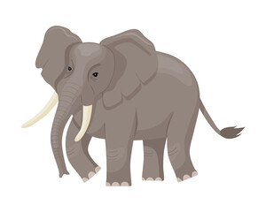 African elephant. Wild animal mammal. Large tropical herbivore. Africa inhabitant.