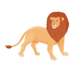 African jungle lion. Male leo with shaggy hairy head mane . Wild feline animal, wildcat character standing.