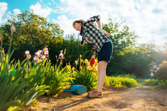Caucasian adult woman stands bend over near a flowering iris bush, holding her back in pain. A watering can is lying on the ground. Bottom view. Concept of back health problems