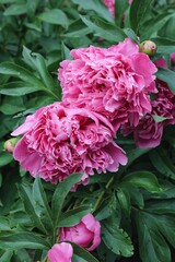 Close up photo of pink peonies with raindrops on its petals blooming in the garden