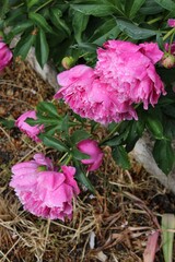 Top down view of a peony bush blooming with large pink flowers with raindrops on its petals