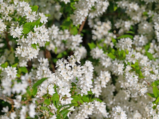 Blühende Deutzie, Deutzia gracilis, im Frühling