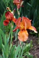 Rusty iris blooming in my garden