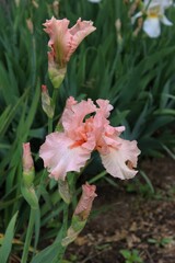 Salmon-pink iris blooming on the green background in the garden