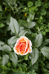 Pink rose in the garden. A bush of beautiful rose in summer light. Beautiful spring or summer blooming rose plant