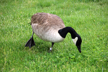 goose on the grass