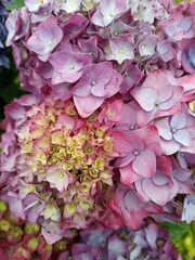 Landscape and cityscape from Terceira island with beautiful vegetation