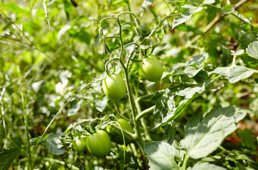 Tomato grows in the garden. Growing fresh vegetables at farm