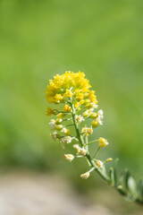 gelbe Bl&uuml;te (Wiesenblume)