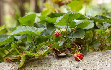 Close-up view of strawberry grows in the garden at summer light. Selective focus, blurred background