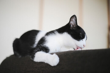猫寝る　猫の昼寝　寝顔　舐める