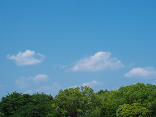 青空と木々
