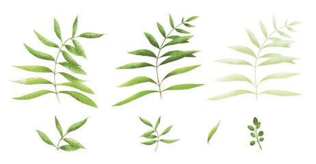 Watercolor leaves. Light green leaf illustration. Natural elements for floral seamless composition, wallpaper, textiles.