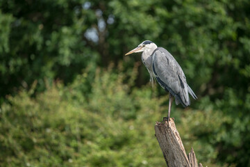 Grey heron on his favourite perch
