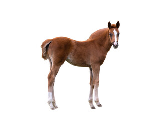 little stallion isolated on white background