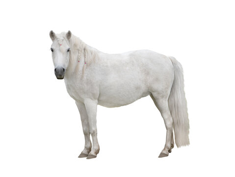 White horse with pigtails and pink rubber bands isolated on white background