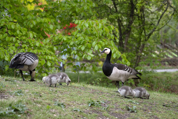 Barnacle Goose with ducklings	
