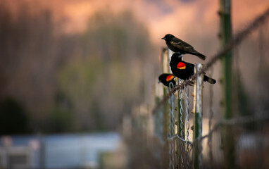 Red Wing Black Birds resting on a barbed wire fence