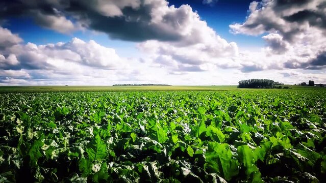 Aerial view of sugar beet field, 4K. Agricultural background