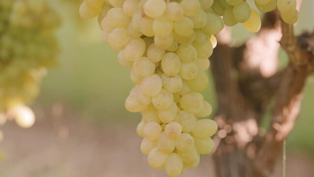 A calm tilt shot exhibiting a mature Sultana grape cluster in detail.