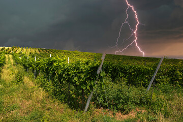 View across the vines of a vineyard in Rhineland-Palatinate/Germany to a thunderstorm