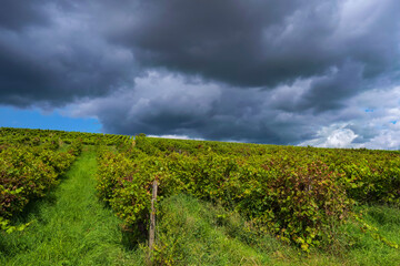 Fototapeta na wymiar Storm clouds over the vineyards in Rhineland-Palatinate/Germany