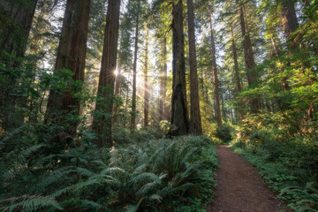 Morning light on the hiking trail in the Redwoods National and State Park, Del Norte Coast,...