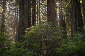 Fototapeta na wymiar Rhododendron's blooming in the Redwood forest, California