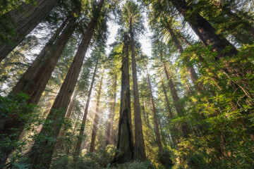 Morning light in the beautiful Redwood forest, California - obrazy, fototapety, plakaty